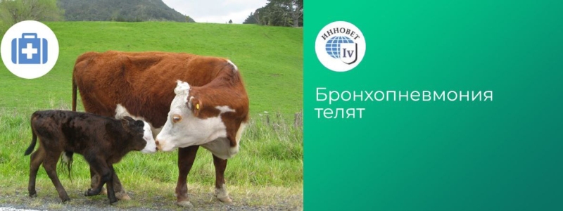 Бронхопневмония у телят