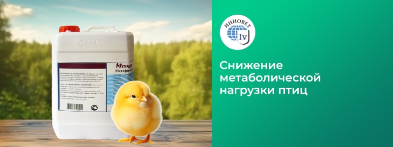 Применение Метафизиола для снижения метаболической нагрузки в интенсивном птицеводстве