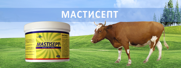 Мастисепт для профилактики и лечения мастита коров