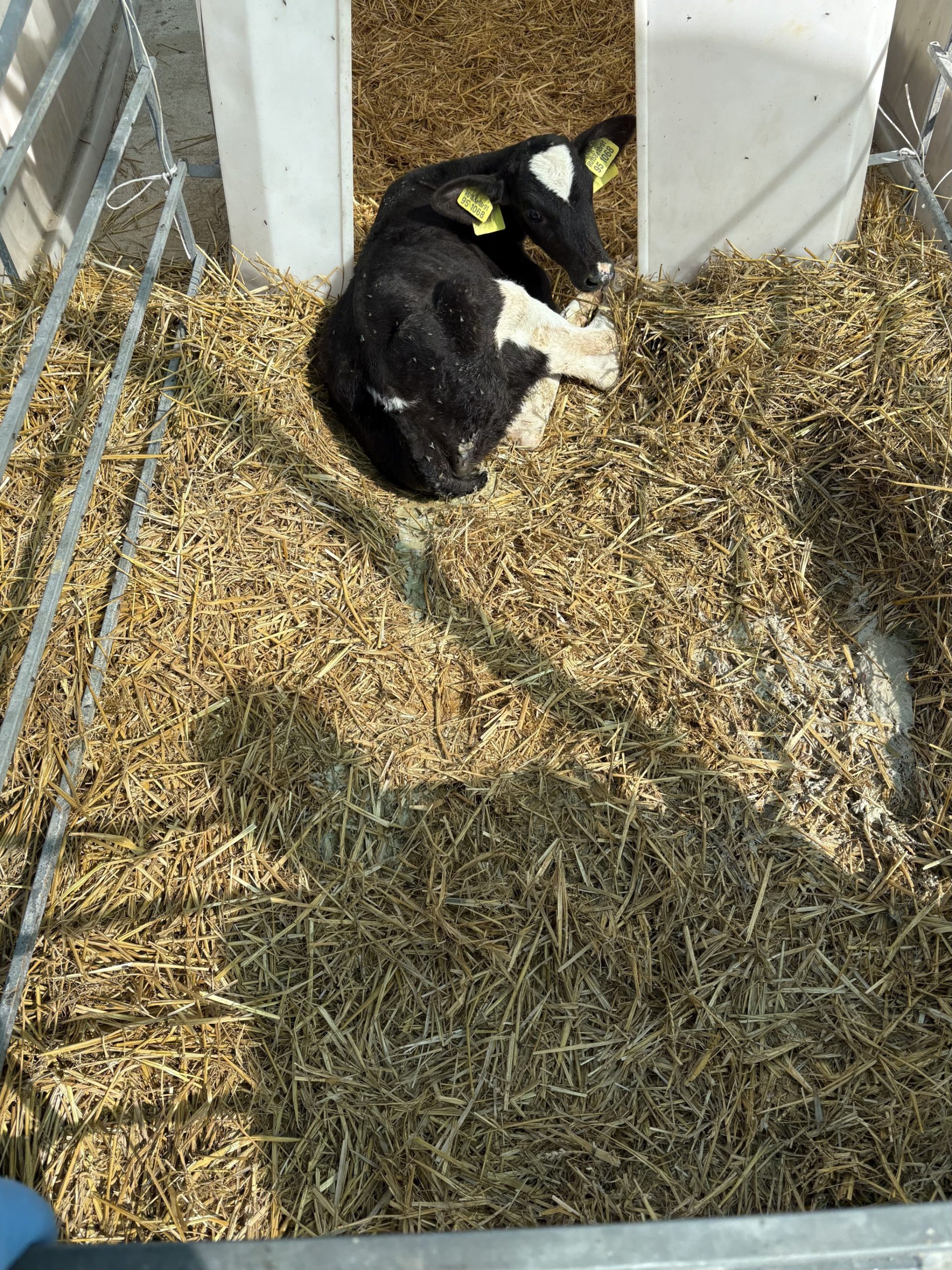 Мониторинг здоровья телят в комплексе